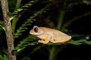Güzel bir Natal orman ağacı kurbağası (Leptopelis natalensis) 