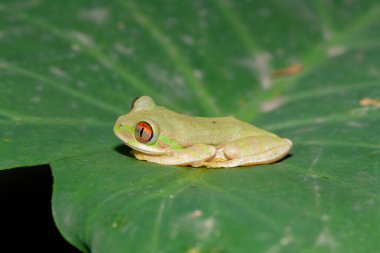 Güzel bir Natal orman ağacı kurbağası (Leptopelis natalensis) 