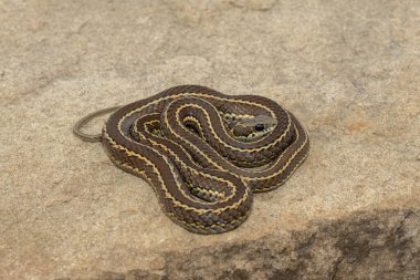Benekli çim yılanı (Psammophylax rhombeatus) olarak da bilinen hafif zehirli benekli bir Skaapsteker Güney Afrika 'daki Drakensberg Dağları' nda bir çayırda bulunur.