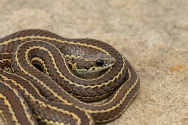 Benekli çim yılanı (Psammophylax rhombeatus) olarak da bilinen hafif zehirli benekli bir Skaapsteker Güney Afrika 'daki Drakensberg Dağları' nda bir çayırda bulunur.