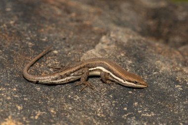 Güney Afrika 'daki Drakensberg Dağları' ndaki bir kayanın üzerinde güzel bir Değişken Skink (Mabuya varia).