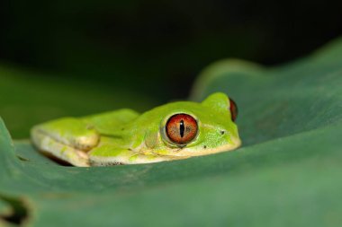 Close-up of a cute Natal Forest Tree Frog (Leptopelis natalensis) on a green leaf above a pond clipart