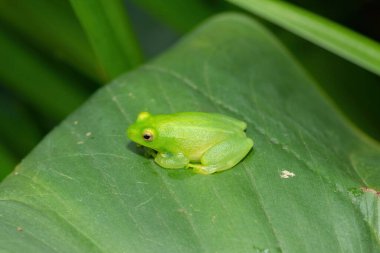 Küçük bir göletin üzerinde büyük yeşil bir yaprak üzerinde güzel yeşil bir su Lily Reed Kurbağası (Hyperolius pusillus)