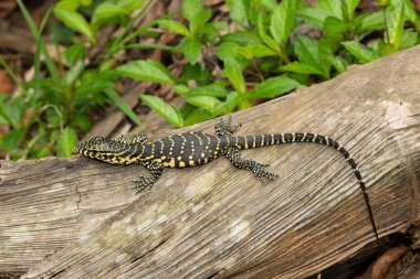 A cute Nile monitor hatchling, also known as a water monitor (Varanus niloticus), basking in the sun near water clipart