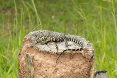 A cute Nile monitor hatchling, also known as a water monitor (Varanus niloticus), basking in the sun near water clipart