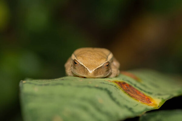 Желтополосатая камышовая лягушка (Hyperolius semidiscus) зимой