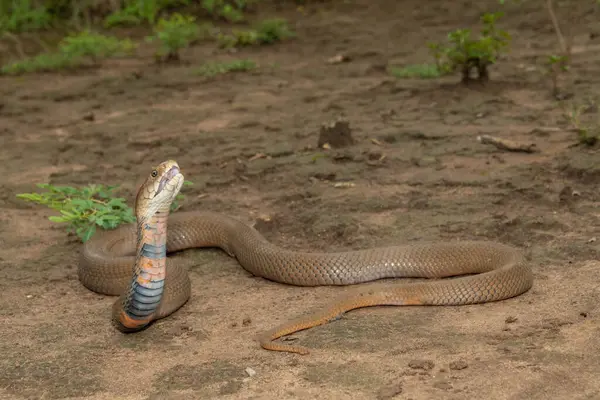 stock image A deadly Mozambique Spitting Cobra (Naja mossambica) ready to spit its venom