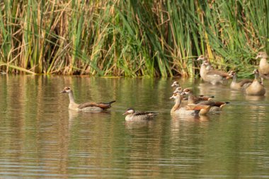 Mısırlı kazlar (Alopochen aegyptiaca) arasında yüzen sevimli kırmızı gagalı bir deniz mavisi (Anas erythrorhyncha))