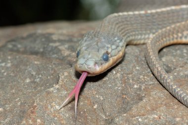 Vahşi bir Cape dosya yılanı (Limaformosa capensis), yaygın dosya yılanı olarak da bilinir, bir yaz günü öğleden sonra bir kayanın üzerinde kıvrılmıştır.