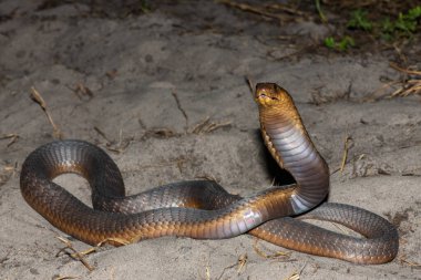 A highly venomous Anchietas Cobra (Naja anchietae) displaying its impressive defensive hood in the wild clipart