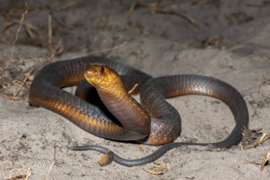 A highly venomous Anchietas Cobra (Naja anchietae) displaying its impressive defensive hood in the wild clipart