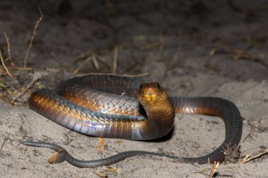 Oldukça zehirli bir Anchietas Kobra (Naja anchietae) etkileyici savunma başlığını vahşi doğada sergiliyor.