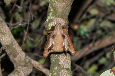 A beautiful Wahlberg's epauletted fruit bat (Epomophorus wahlbergi) hanging in a tree in the Liuwa Plain National Park, Zambia clipart