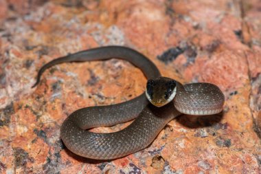 Kırmızı dudaklı güzel bir haberci yılan (Crotaphopeltis hotamboeia), ayrıca haberci yılan olarak da adlandırılır.