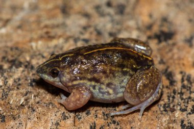 Zambiya 'nın Zambezi Nehri kıyısındaki Barotse taşkın ovasında güzel bir kürek burunlu kurbağa (Hemisus barotseensis) bulundu.