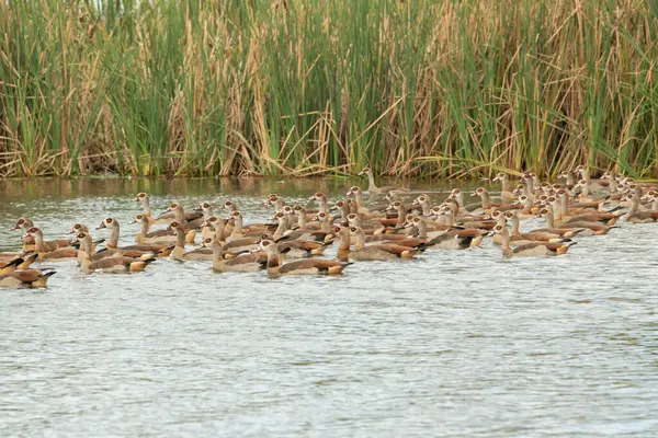 stock image Egyptian Geese (alopochen aegyptiaca) gathered on the shoreline of a large dam in a game reserve in KwaZulu-Natal, South Africa