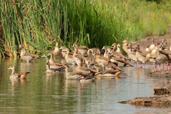 stock image A cute Red-billed teal (Anas erythrorhyncha) swimming amongst Egyptian Geese (Alopochen aegyptiaca)