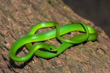 A beautiful green water snake (Philothamnus hoplogaster) on a fallen tree in the wild