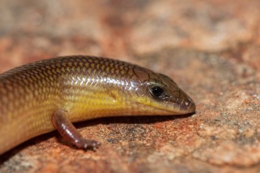 Sevimli bir Sundevall Kıvranan Skink (Mochlus sundevallii), Peters 'ın göz kapağı derisi olarak da bilinir, ya da Peters' ın kıvranan derisi, vahşi doğada bir kayanın üzerinde fotoğraflanmıştır.
