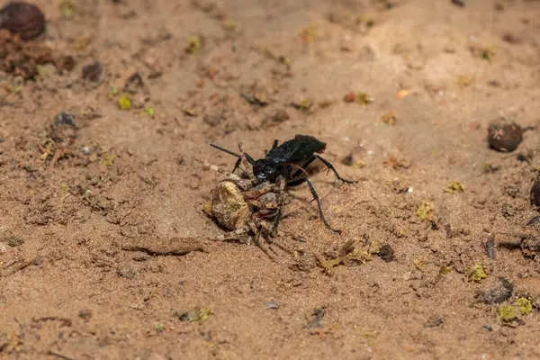 stock image A spider wasp (Java sp), also known as spider-hunting wasp, carrying a paralysed red dot orb weaver (Neoscona triangula) to its burrow