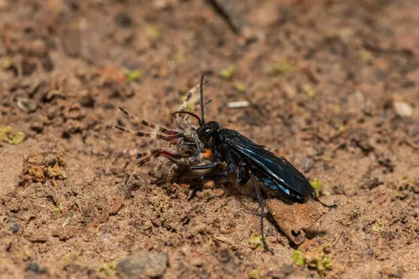 Stock image A spider wasp (Java sp), also known as spider-hunting wasp, carrying a paralysed red dot orb weaver (Neoscona triangula) to its burrow