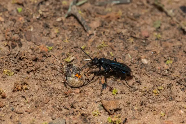 stock image A spider wasp (Java sp), also known as spider-hunting wasp, carrying a paralysed red dot orb weaver (Neoscona triangula) to its burrow