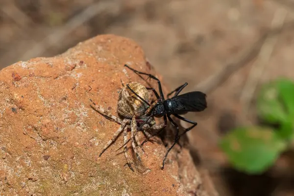 stock image A spider wasp (Java sp), also known as spider-hunting wasp, carrying a paralysed red dot orb weaver (Neoscona triangula) to its burrow