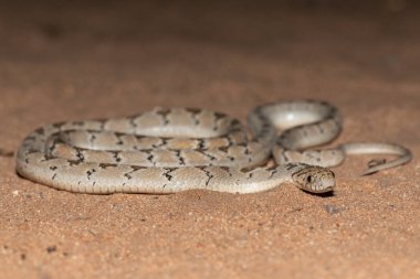 Rhombic egg eater (Dasypeltis scabra), also known as a common egg eater, or egg-eating snake, in the wild during a warm summer evening clipart