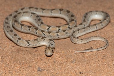 Rombik yumurta yiyici (Dasypeltis scabra) ya da yumurta yiyen yılan olarak da bilinir, sıcak bir yaz akşamı vahşi doğada.