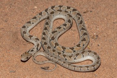 Rombik yumurta yiyici (Dasypeltis scabra) ya da yumurta yiyen yılan olarak da bilinir, sıcak bir yaz akşamı vahşi doğada.