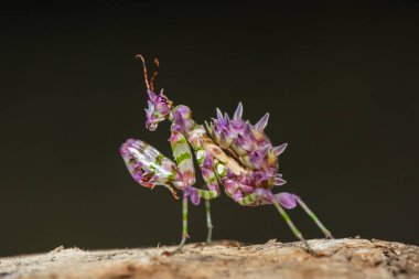 A beautiful juvenile spiny flower mantis (Pseudocreobotra ocellata) displaying its gorgeous colours clipart