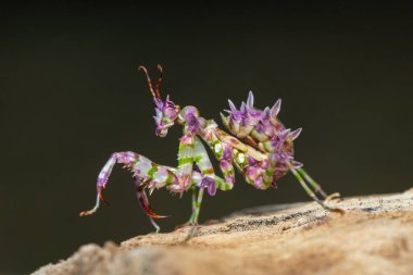 Güzel bir yavru dikenli çiçek peygamber devesi (Pseudocreobotra ocellata) muhteşem renklerini sergiler.