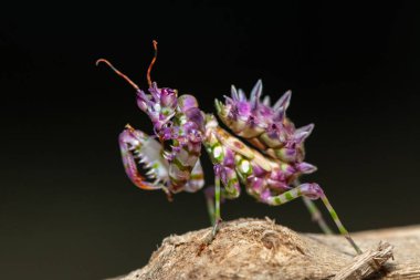 A beautiful juvenile spiny flower mantis (Pseudocreobotra ocellata) displaying its gorgeous colours clipart