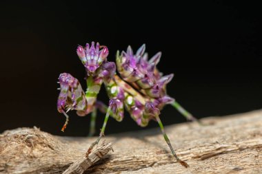 Güzel bir yavru dikenli çiçek peygamber devesi (Pseudocreobotra ocellata) muhteşem renklerini sergiler.