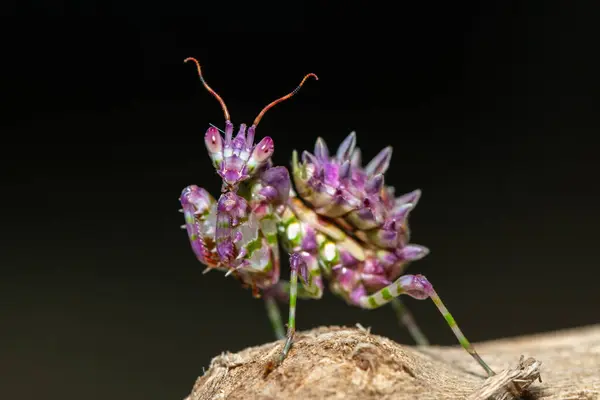 stock image A beautiful juvenile spiny flower mantis (Pseudocreobotra ocellata) displaying its gorgeous colours