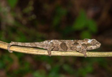 Güzel bir yetişkin Midlands Cüce Bukalemun Kompleksi (Complex Bradypodion melanocephalum) kamuflajını sergiler.  
