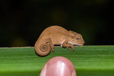 The size of a hatchling Midlands Dwarf Chameleon Complex (Complex Bradypodion melanocephalum) compared to a thumb  clipart