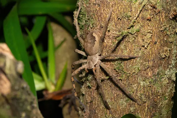 stock image A beautiful female common rain spider (Palystes superciliosus), a species of huntsman spider, on a small tree