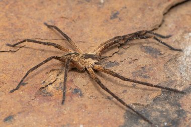 Güzel bir erkek yağmur örümceğinin (Palystes superciliosus) yakın çekimi, avcı örümceğin bir türüdür.