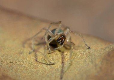 Zehirli bir örümcek (Cheiracanthium sp.) Bir kayanın üzerinde