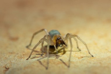 Zehirli bir örümcek (Cheiracanthium sp.) Bir kayanın üzerinde