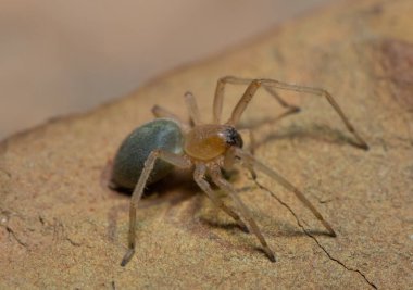 Zehirli bir örümcek (Cheiracanthium sp.) Bir kayanın üzerinde