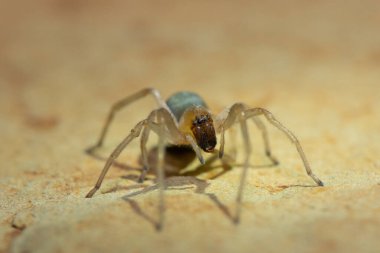 A venomous sac spider (Cheiracanthium sp.) on a rock clipart