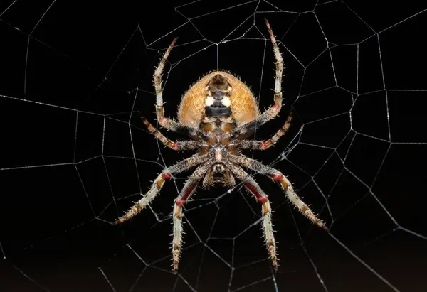 stock image A beautiful hairy field spider (Neoscona sp) on its web on a warm summer's evening