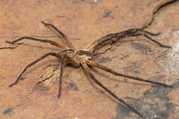 stock image Close-up of a beautiful male common rain spider (Palystes superciliosus), a species of huntsman spider