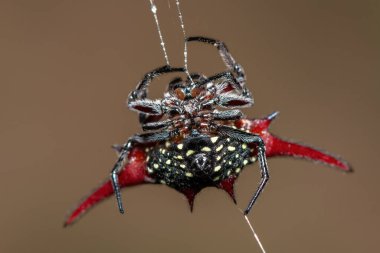 Güzel, uzun kanatlı bir uçurtma örümceği (Gasteracantha versicolor) sık bir kıyı ormanında