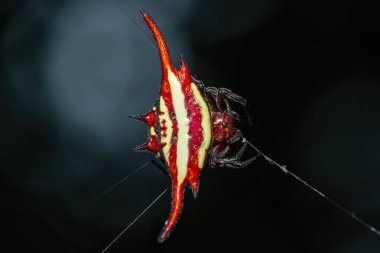 Güzel, uzun kanatlı bir uçurtma örümceği (Gasteracantha versicolor) sık bir kıyı ormanında