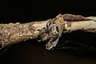 A beautiful black-spotted hairy field spider (Araneus nigroquadratus) in a dense coastal forest clipart