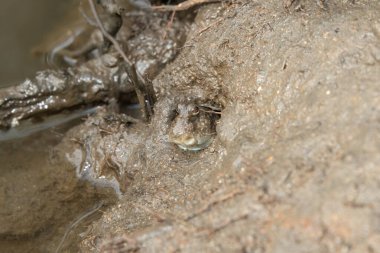 Mangrovların arasındaki çamurluklarda bir delikte sevimli bir çamur kaptanı (Periophthalmus kalolo).