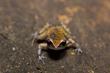 Bir kıyı ormanında şirin bir çalı ciyaklaması (Arthroleptis wahlbergii)